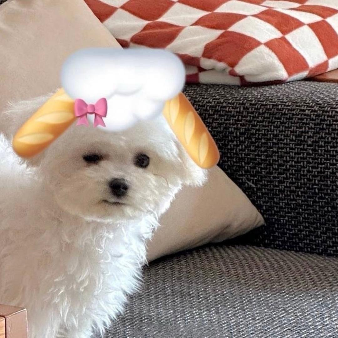 榴莲pizza🍕