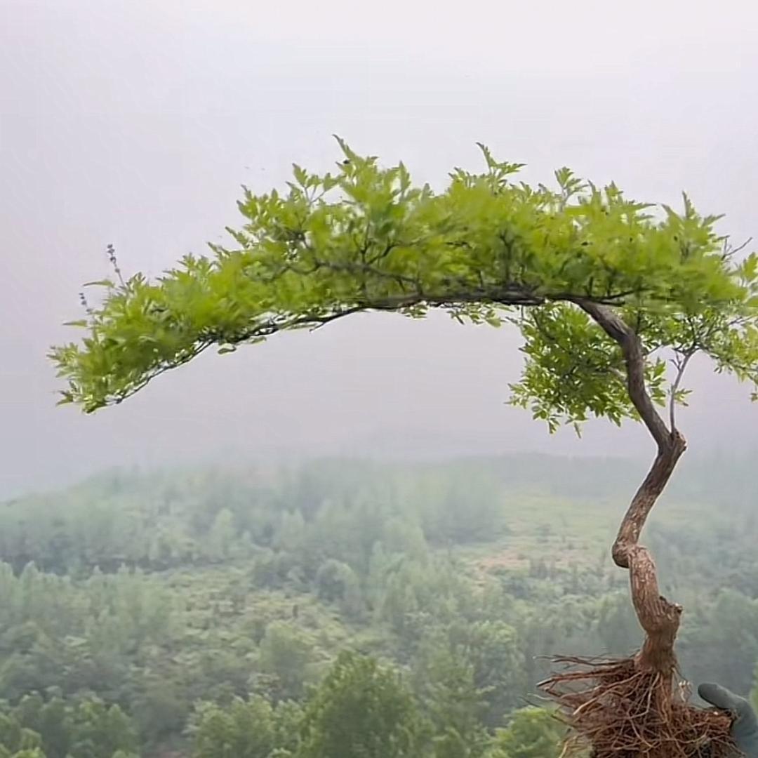 太行荆韵本草盆景