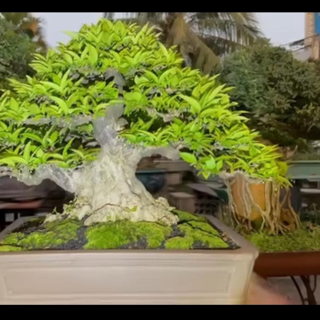 田鸡、吴胖子、我要把你送进去踩缝纫机