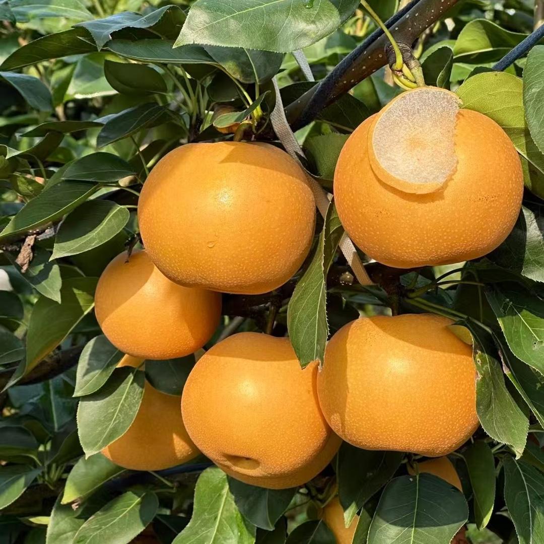 臻甜生鲜优选樱桃季