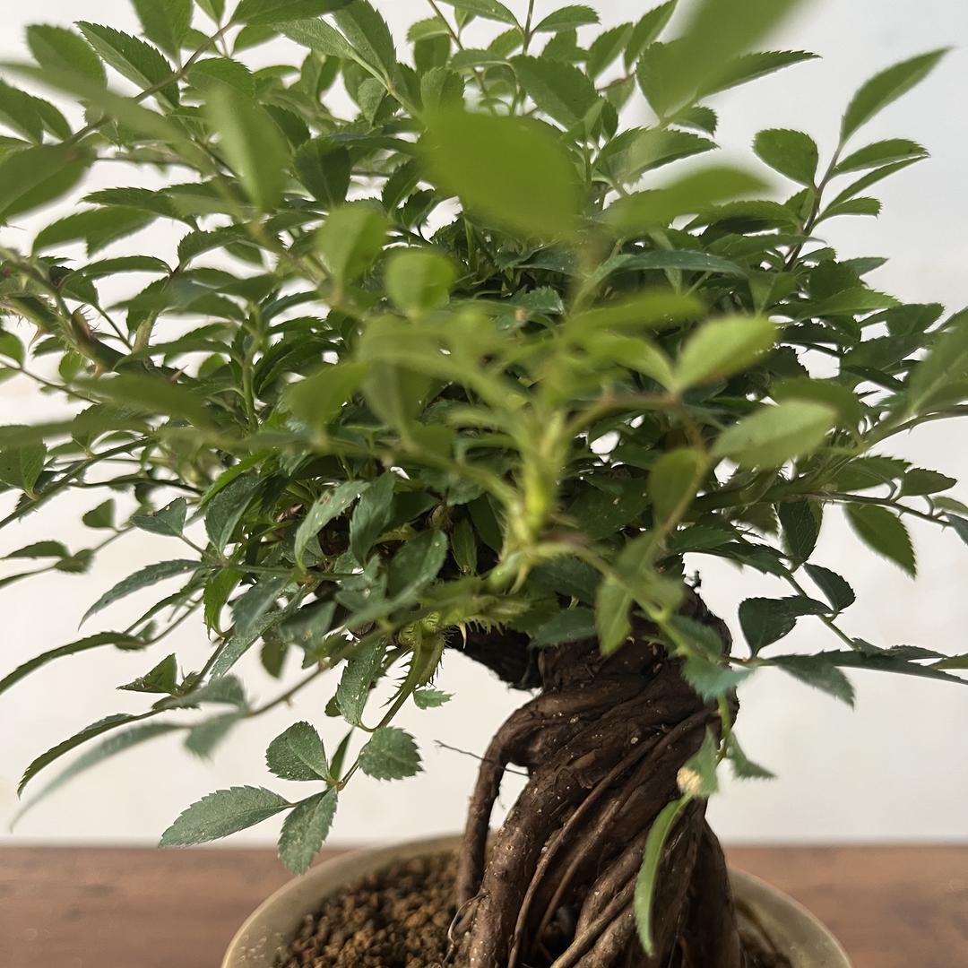 金福缘造型盆景