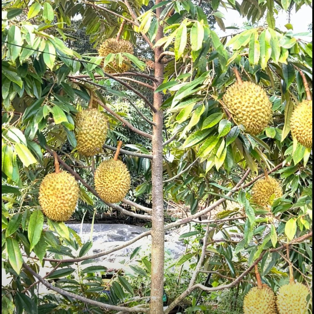 湛江榴莲种植～权哥