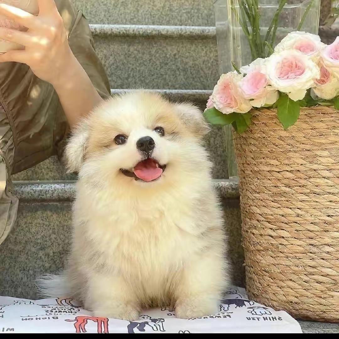 暴揍Wik-