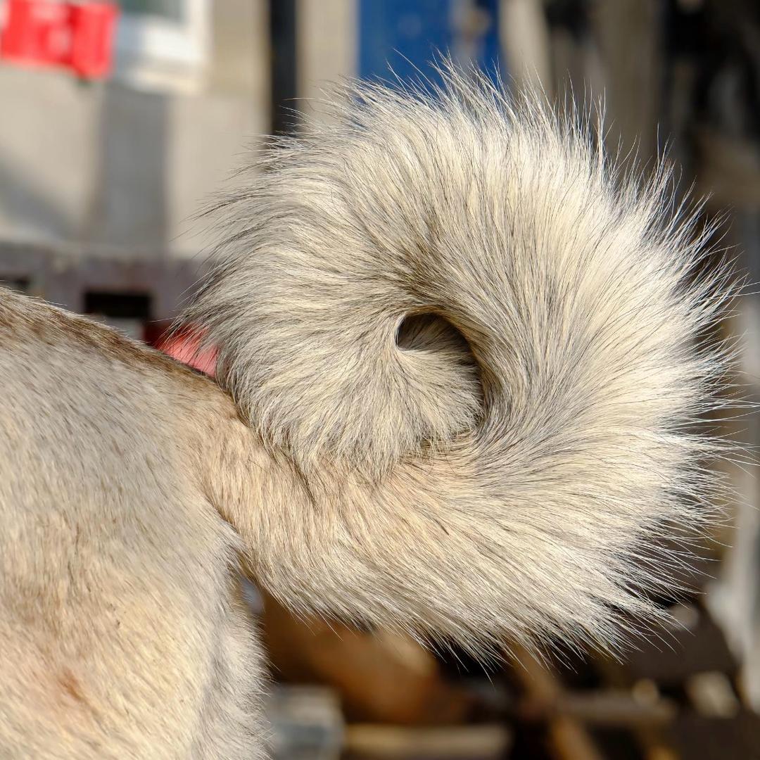 一口气吃三十个鸡蛋吃的鸡直捂着屁股跑