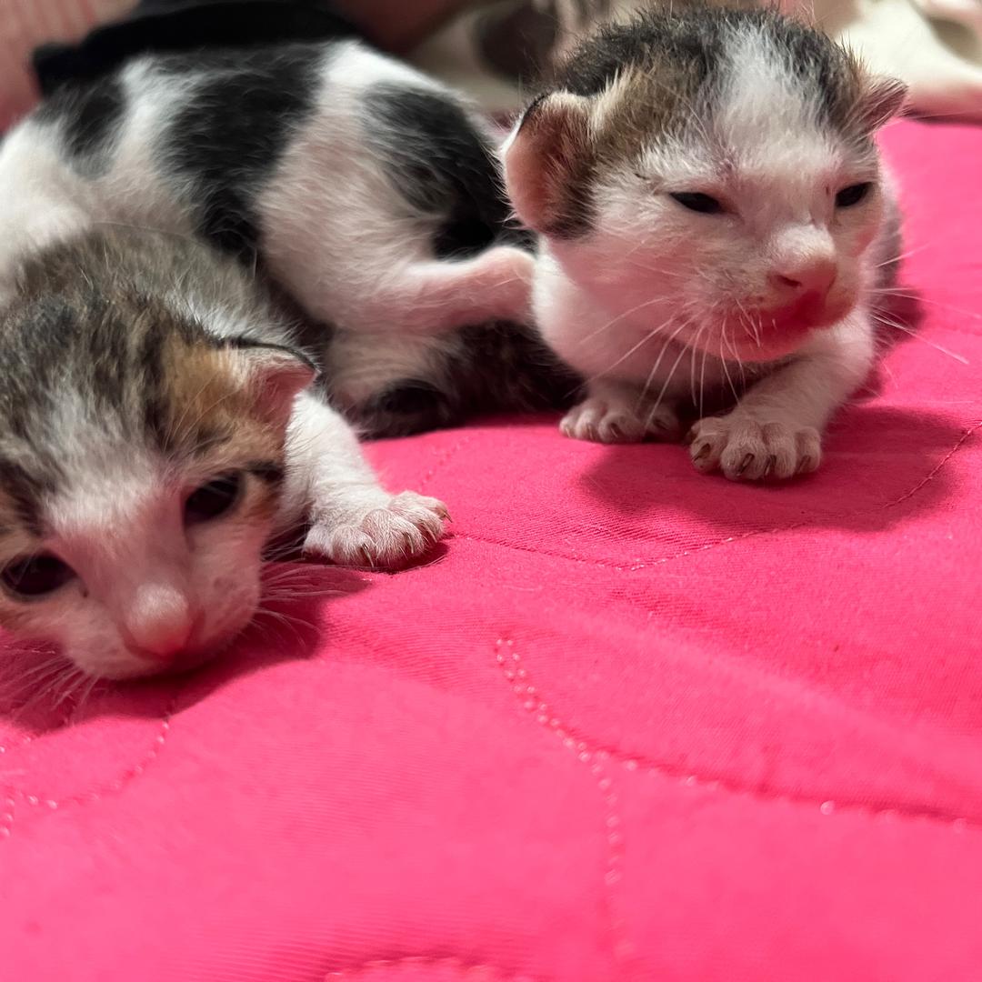 猫朋友