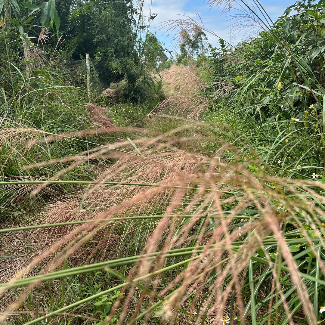 五指毛桃−生态寿乡