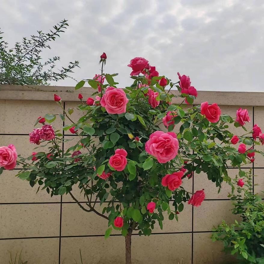 池口搅拌站燕子