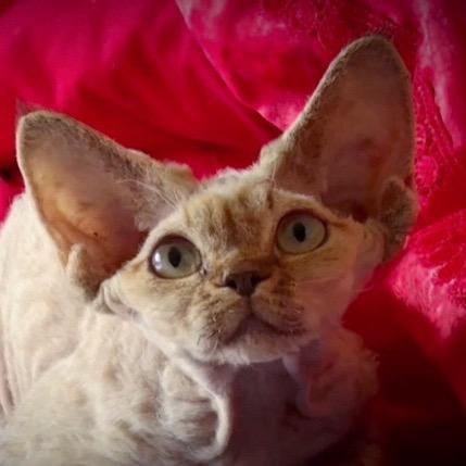 Nika德文卷毛猫舍（来财版）