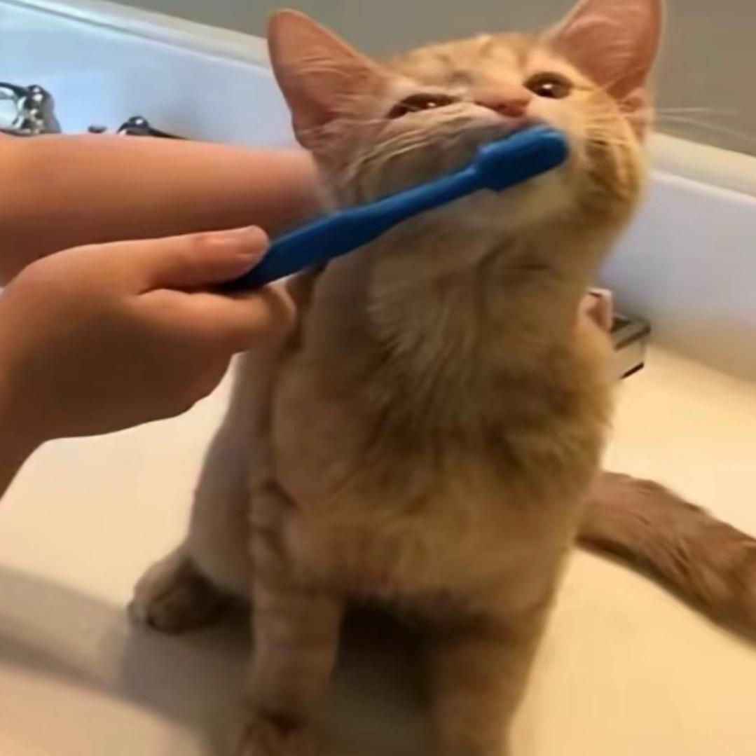 catcat