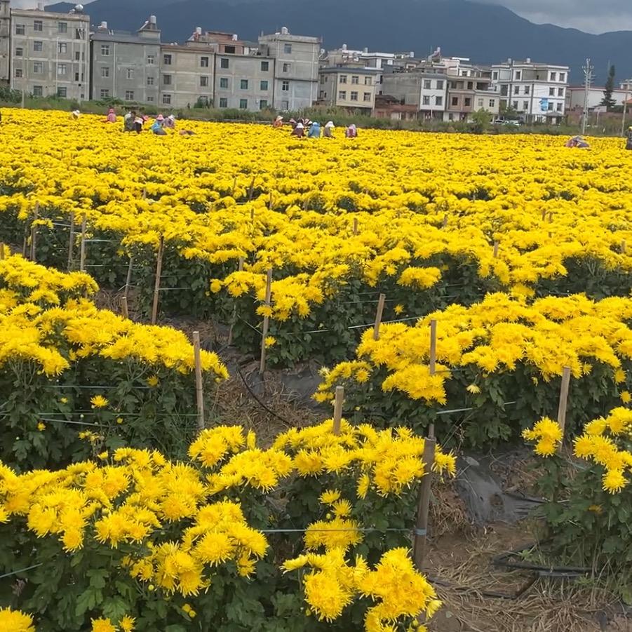 黄山花茶徽香严选