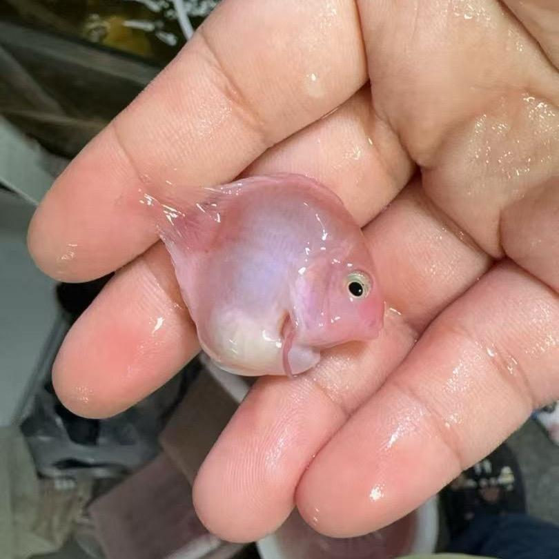 啊鱼哥观赏鱼