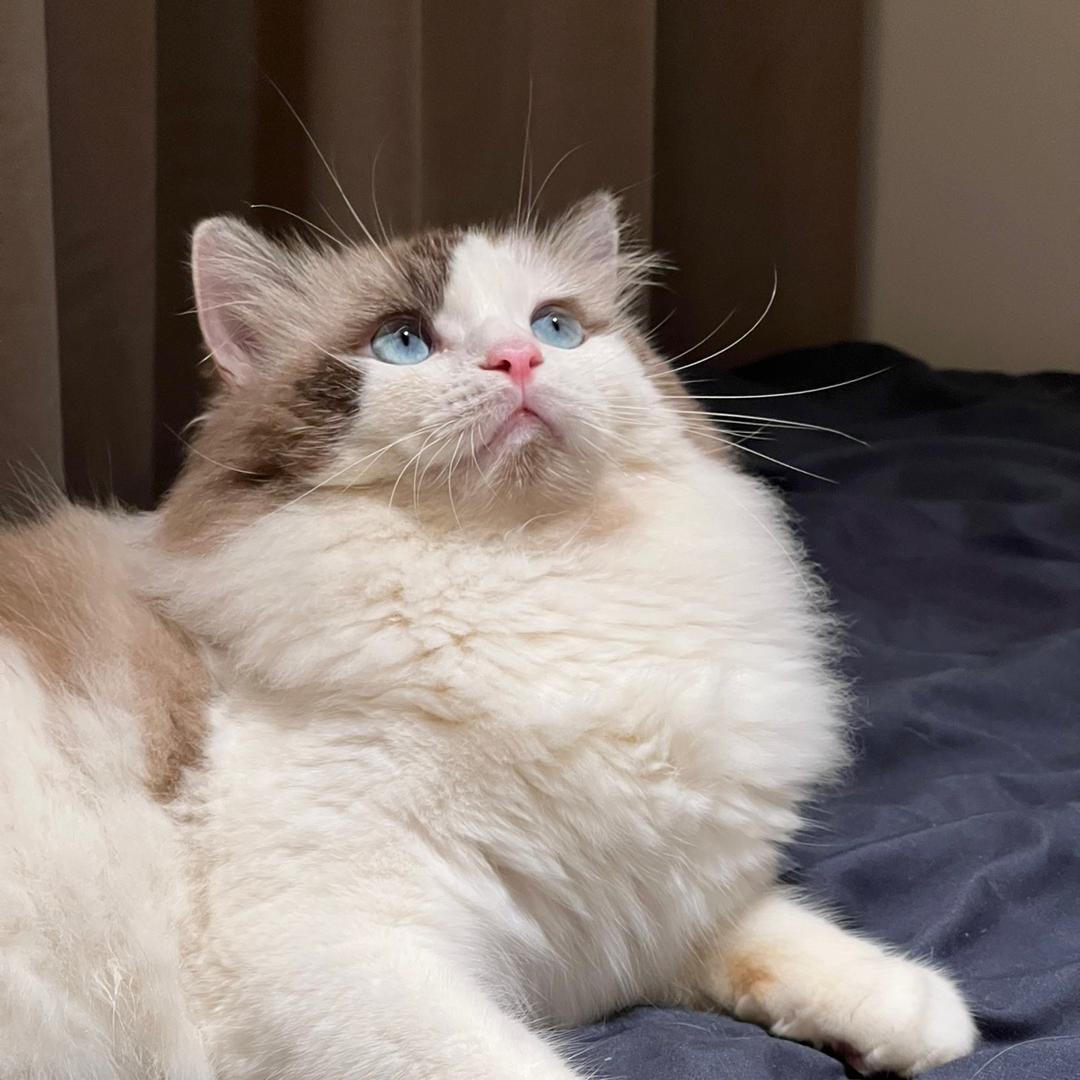 养猪大赛第一名