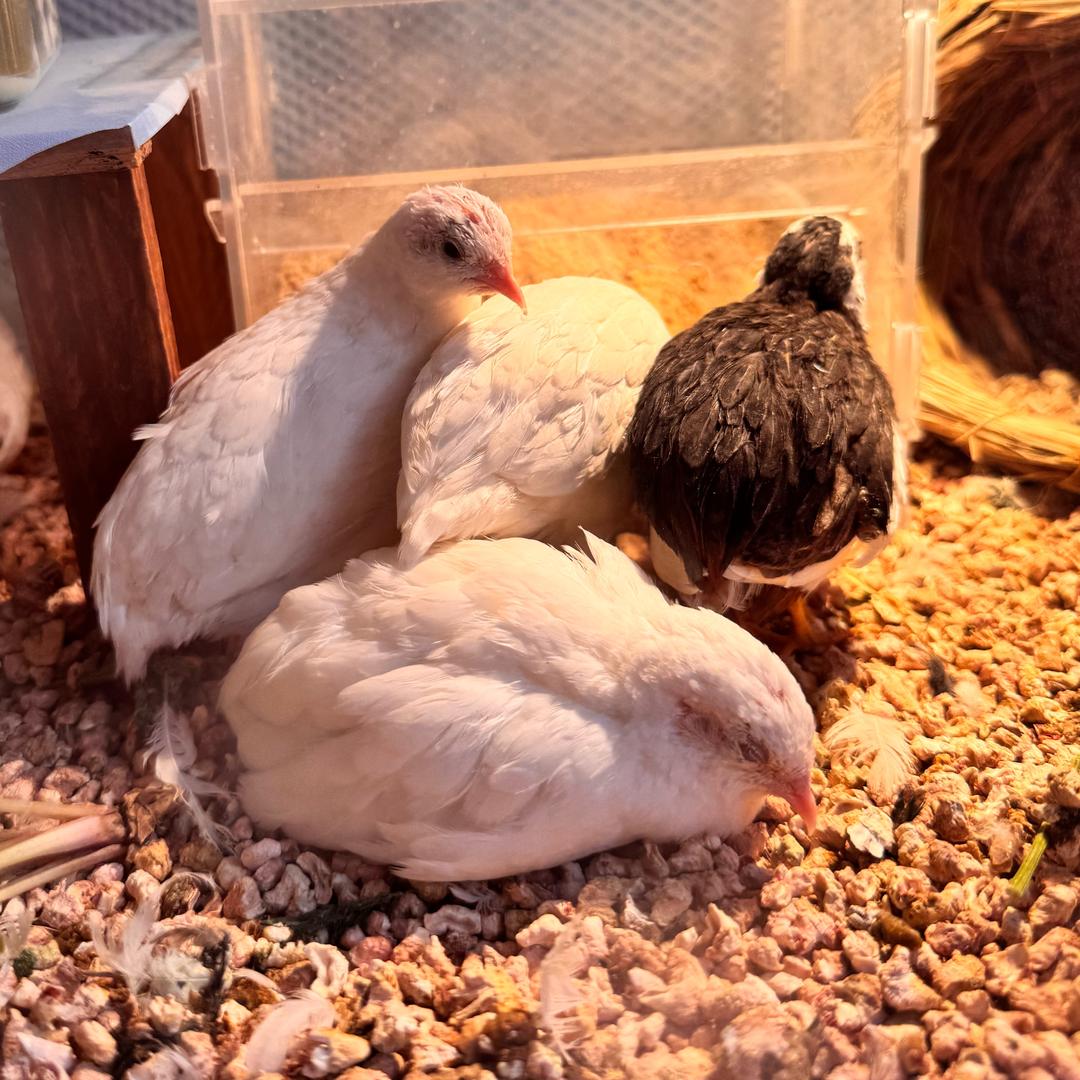 家有萌宠的梦娜丽萨