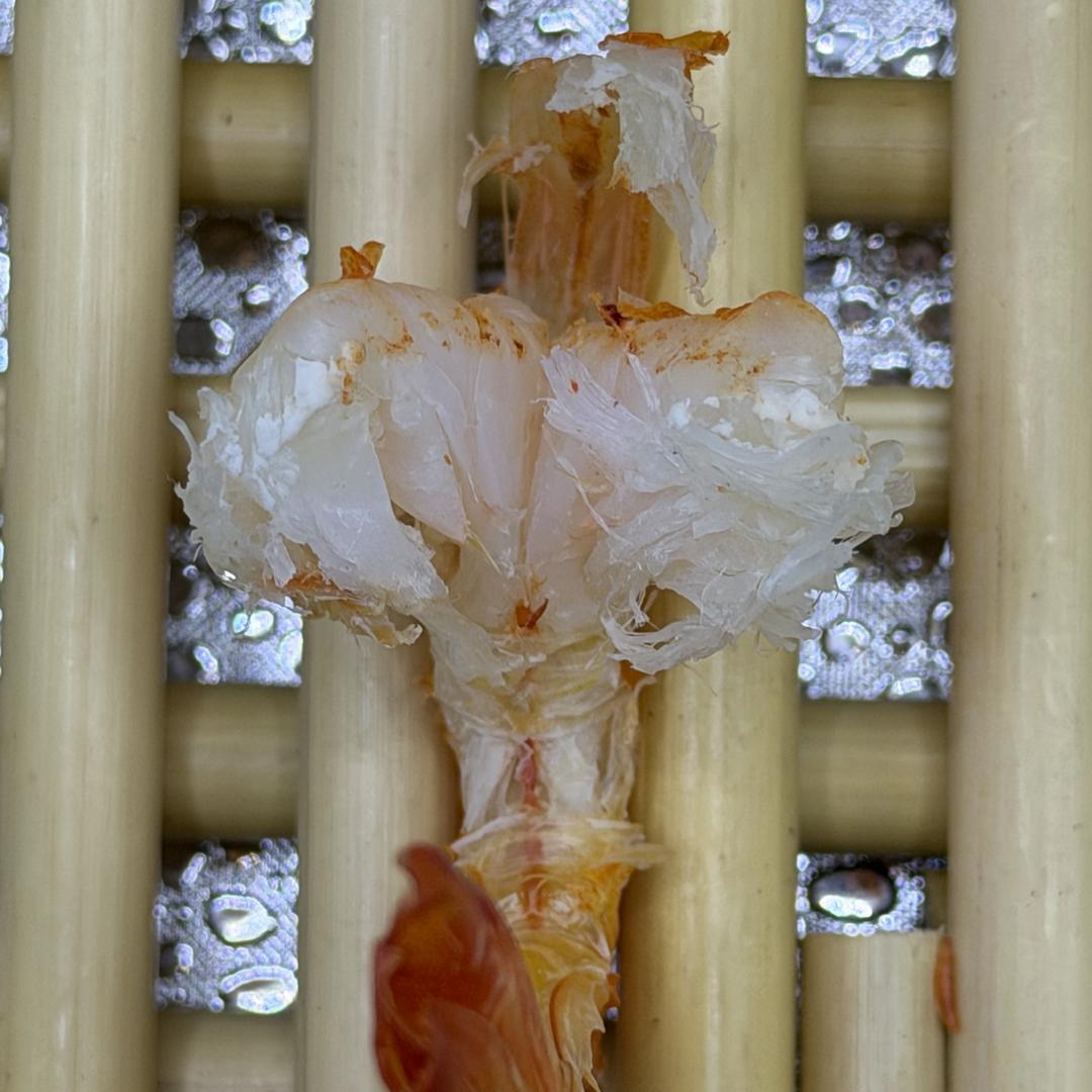 棣埕鲜水产品严选铺子