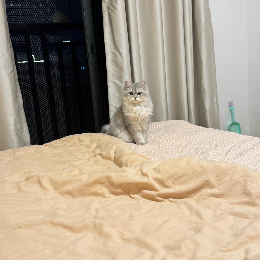 凌飞永不抗压
