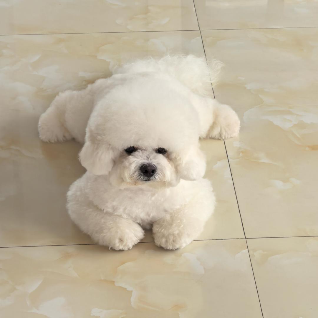 🐻‍❄️小胖子六六