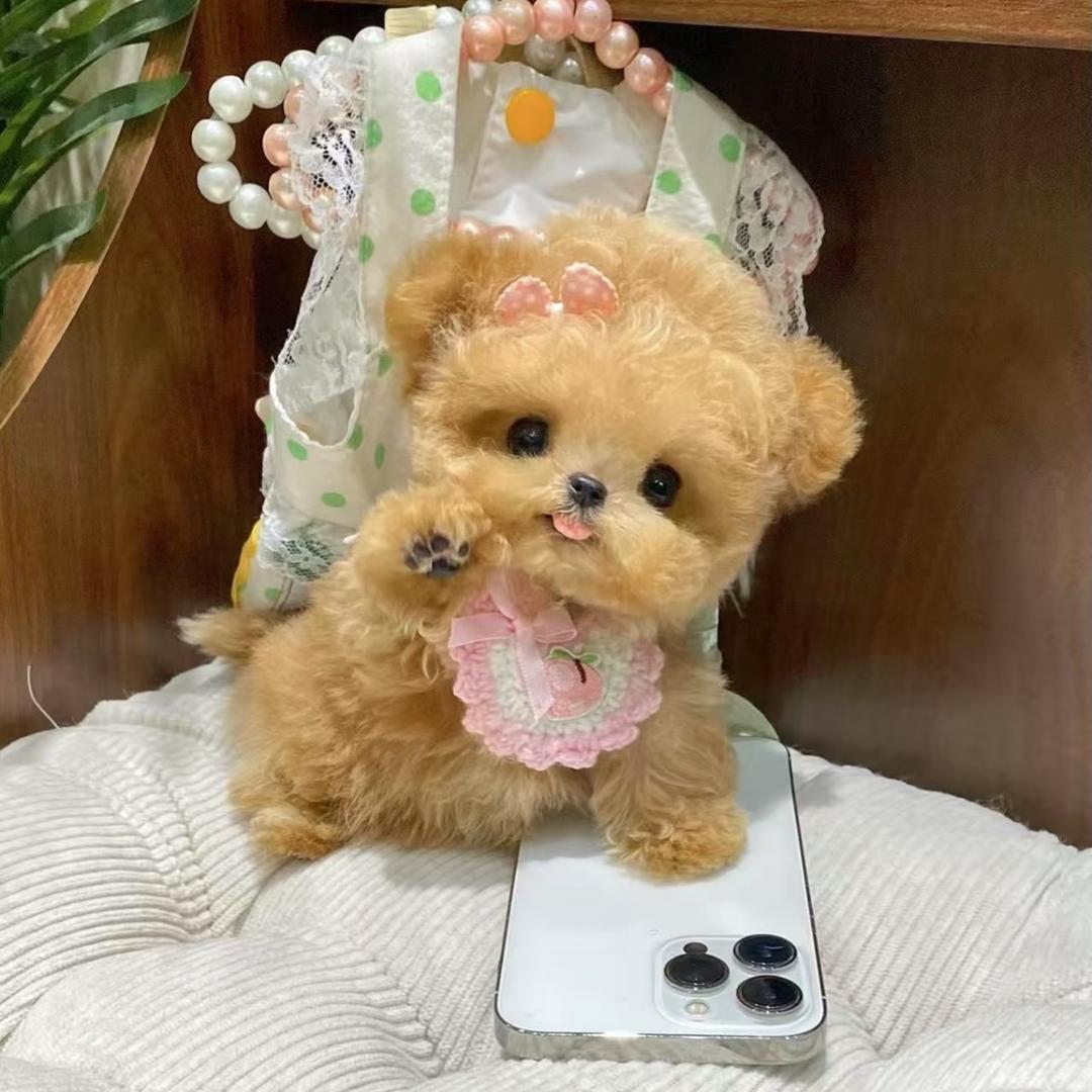 Lucky-小体犬舍-CEO