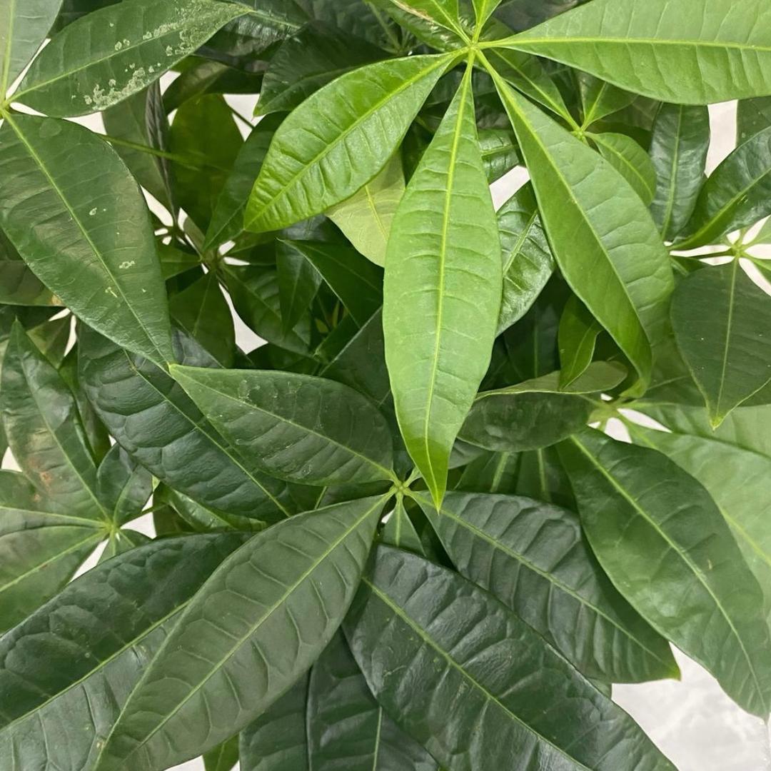 龙腾天下2