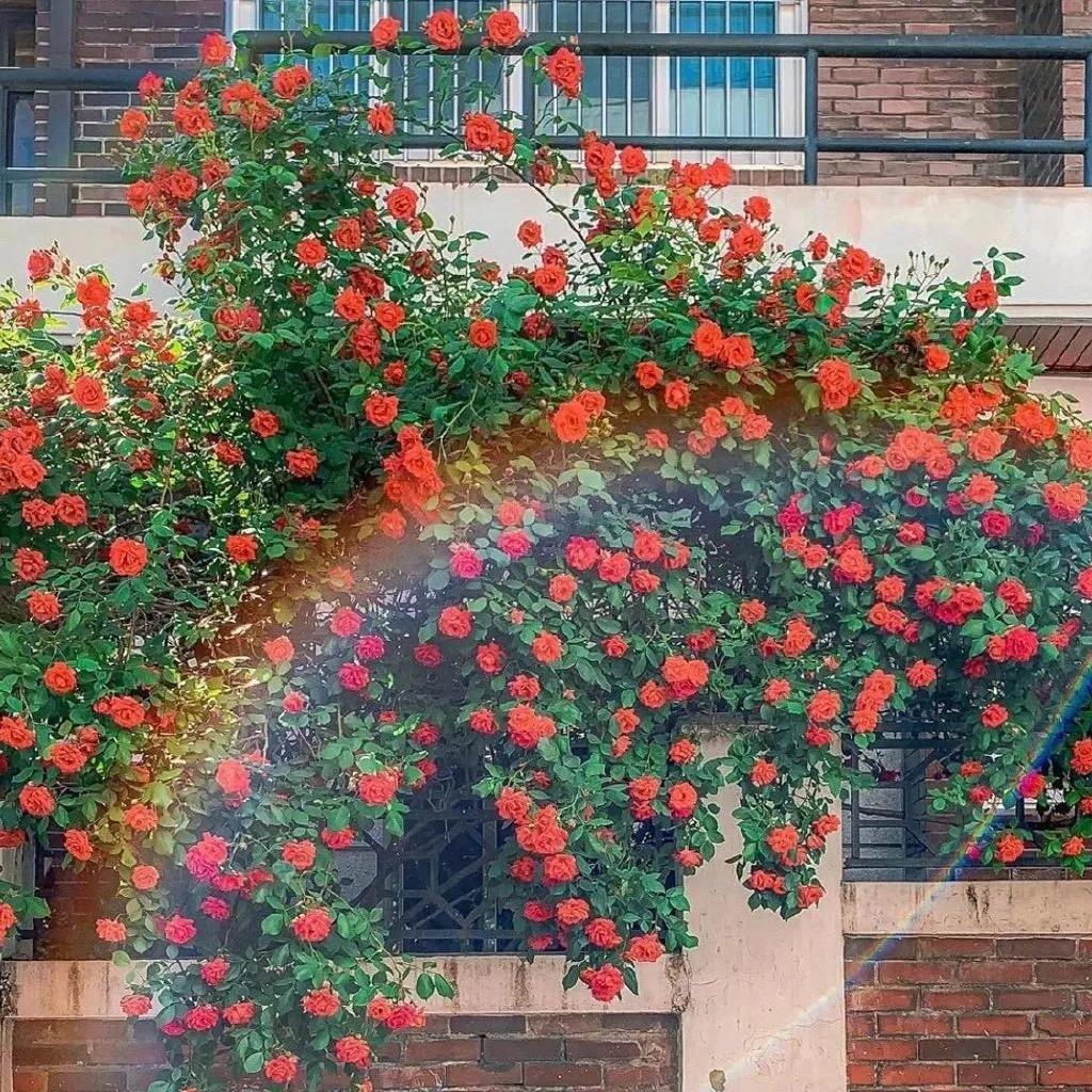 阿美今天吃什么？