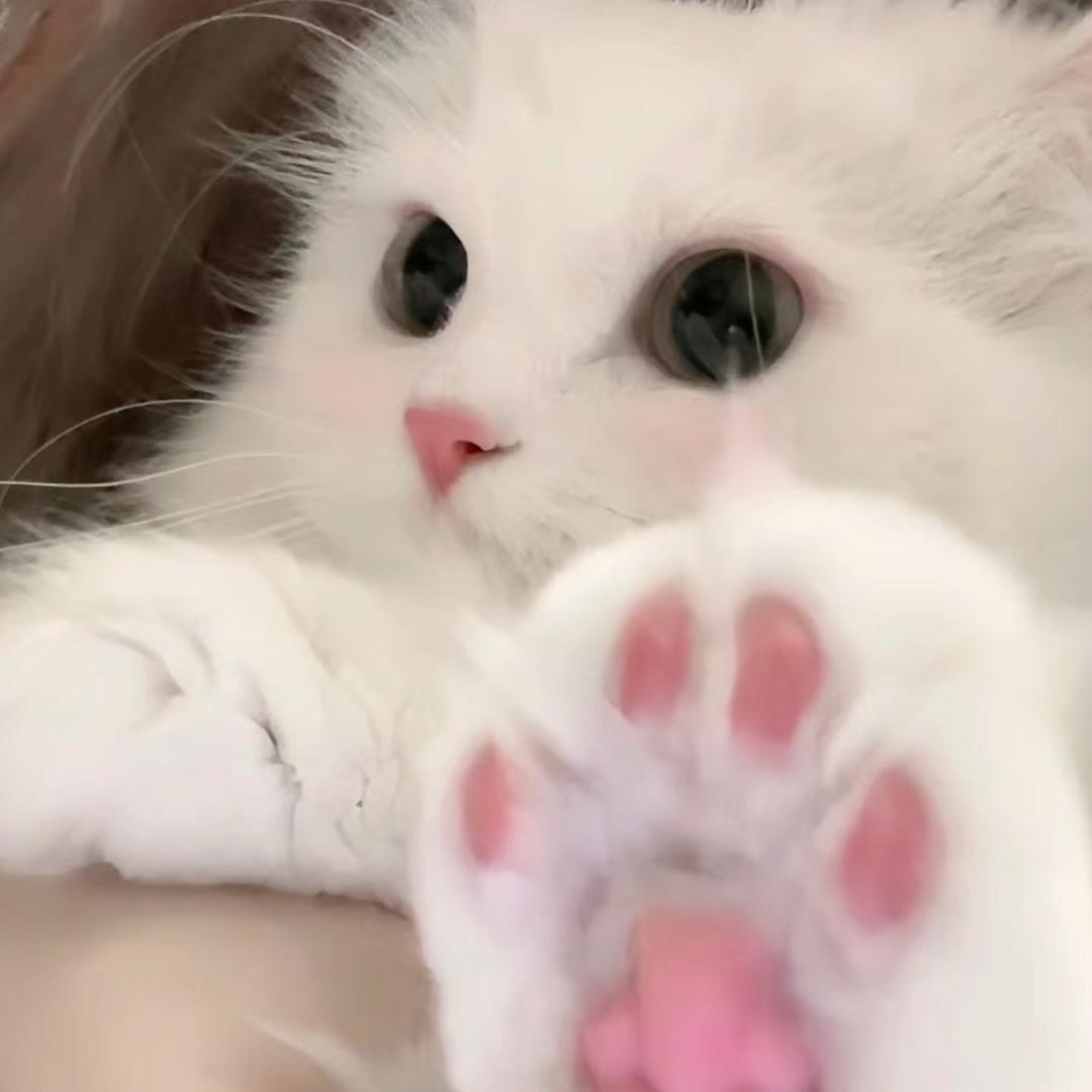 番茄酱酱>ᴗo