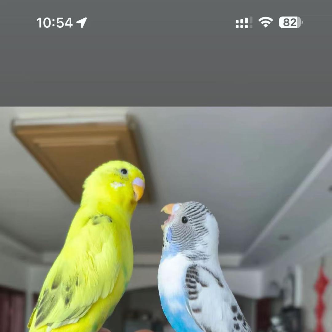 梦焕宠物小铺爱鹦家园