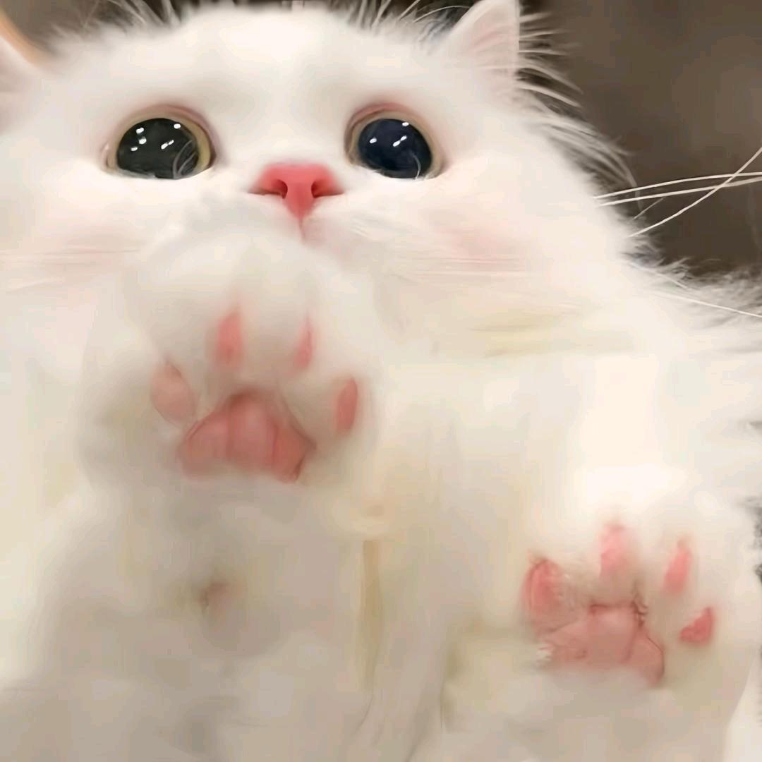 小猫ʚɞ