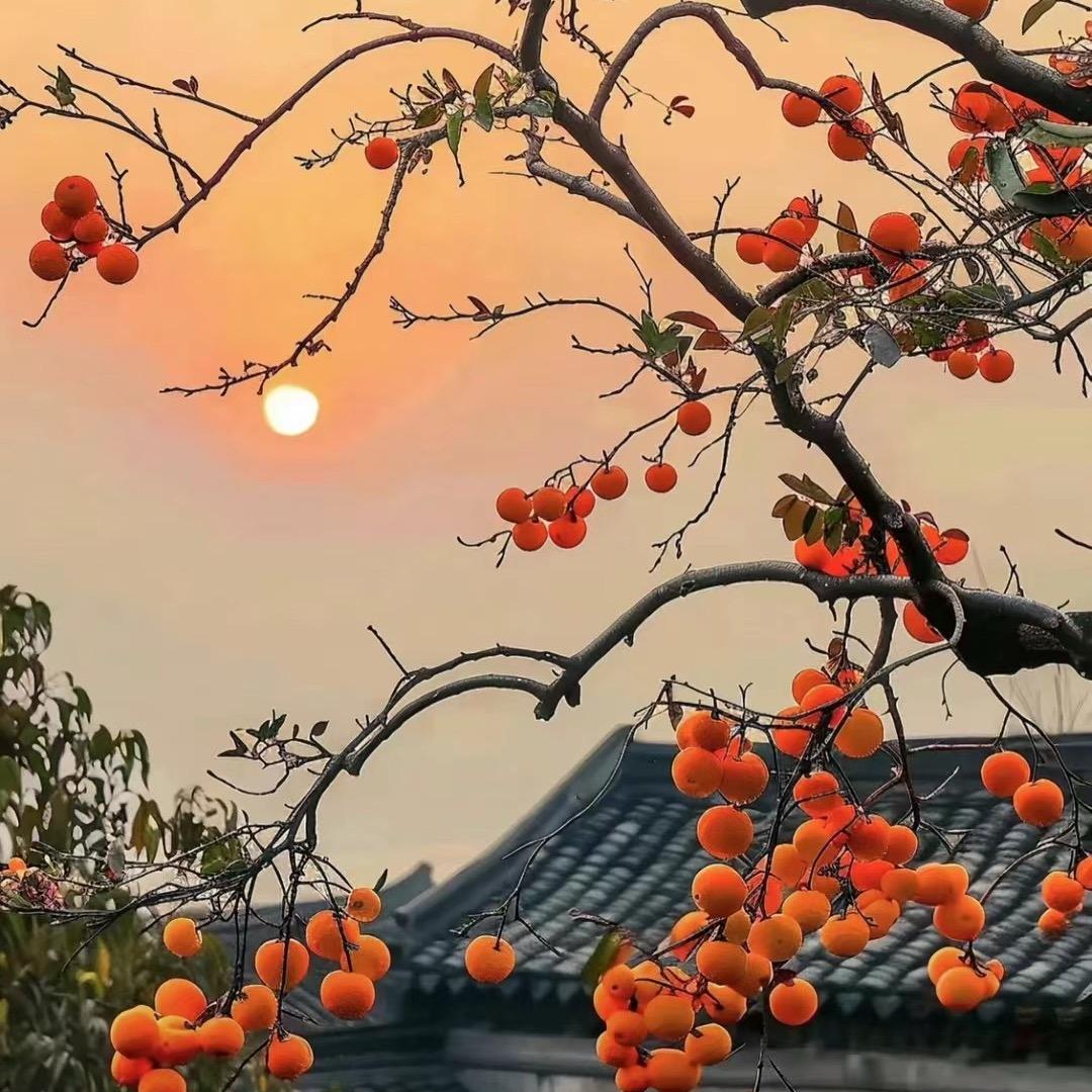 悟 空