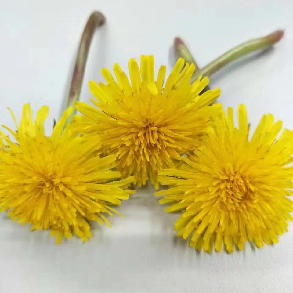 凤