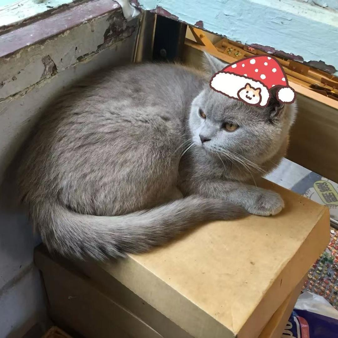 自立的无言人