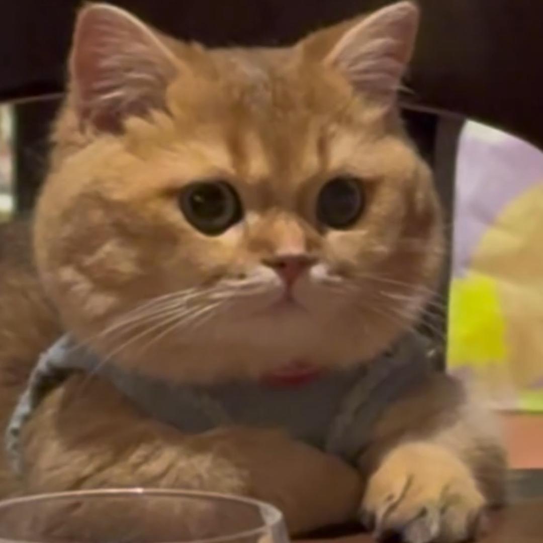 香鼻嘎🐱撸撸