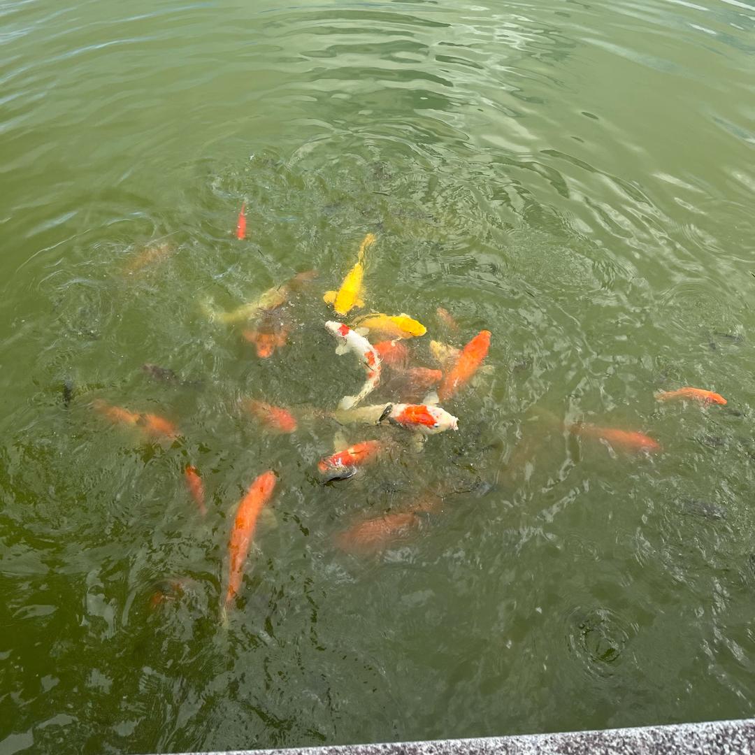 小雅
