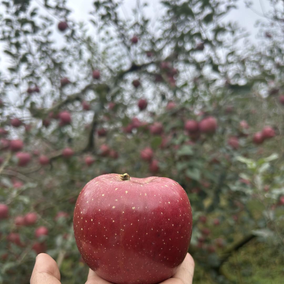 汉源绿鑫家庭农场