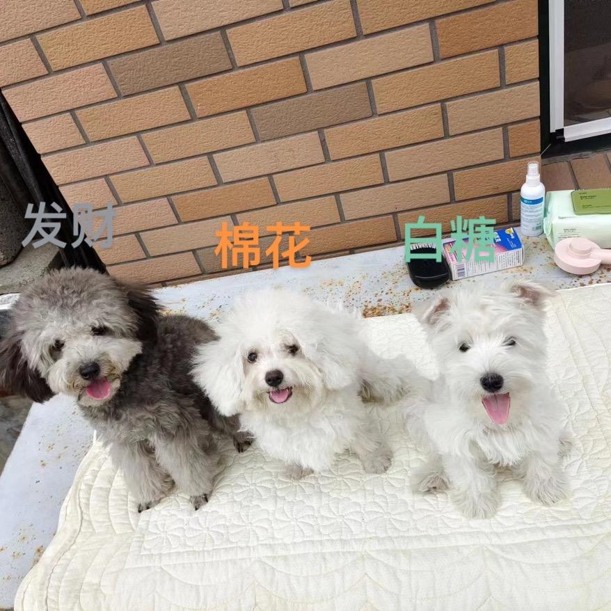 三只傻狗的奶爸