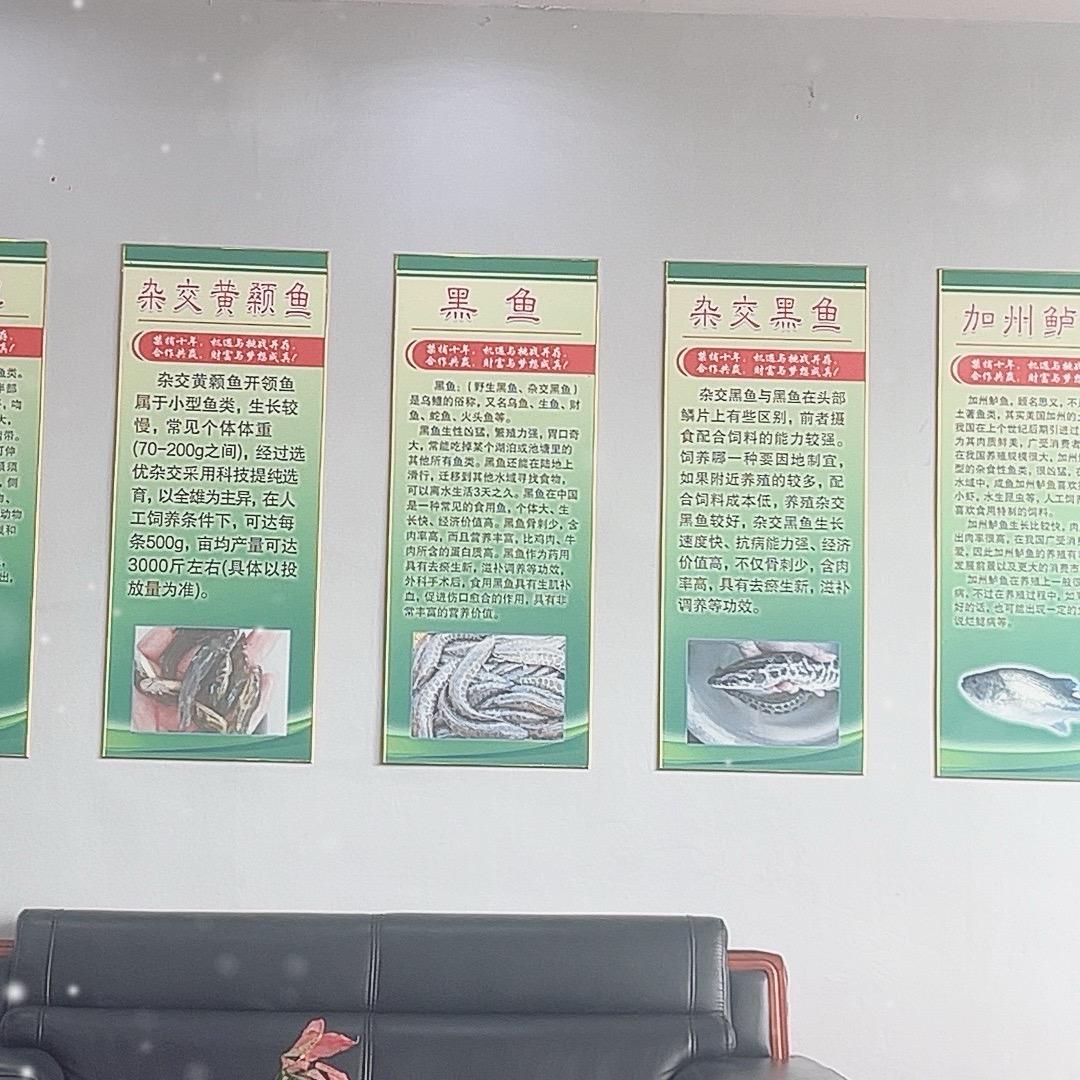 鱼苗养殖基地