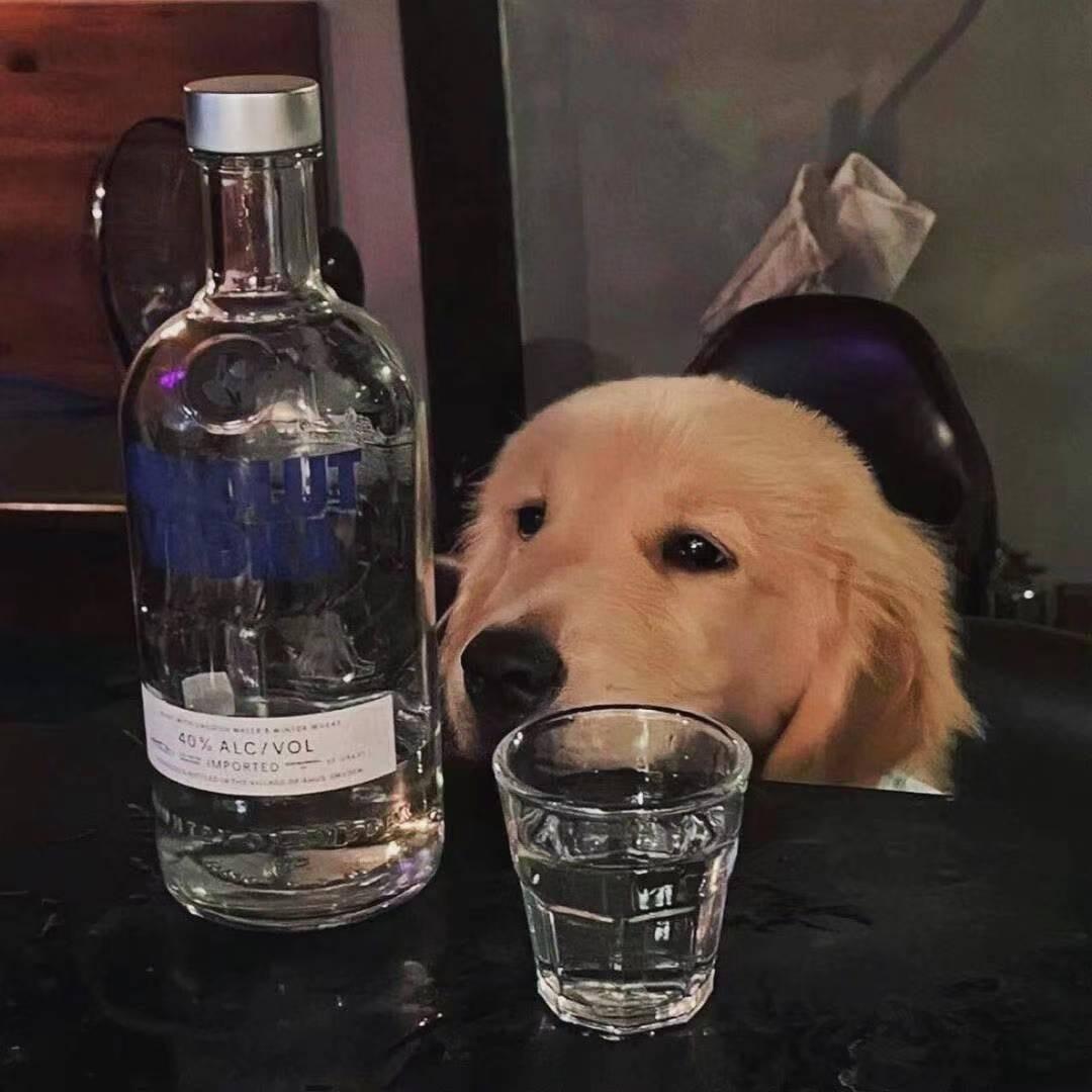 南辞北渡