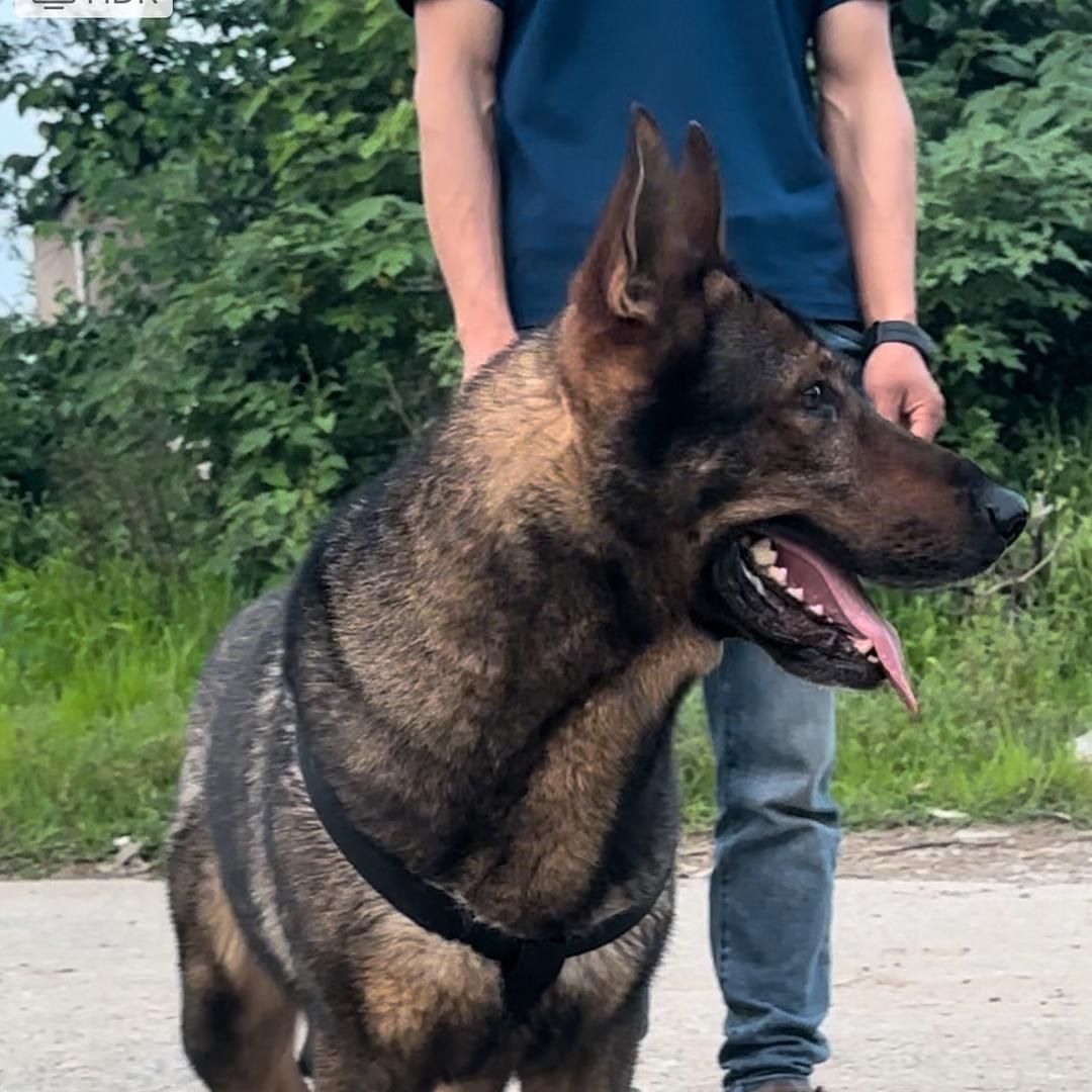 昊九犬舍csv东德繁训