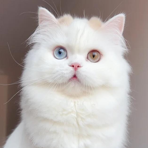 人间猫物