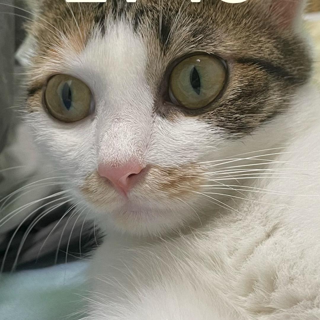 小陌我的猫