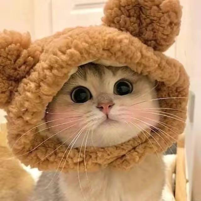 喵星银