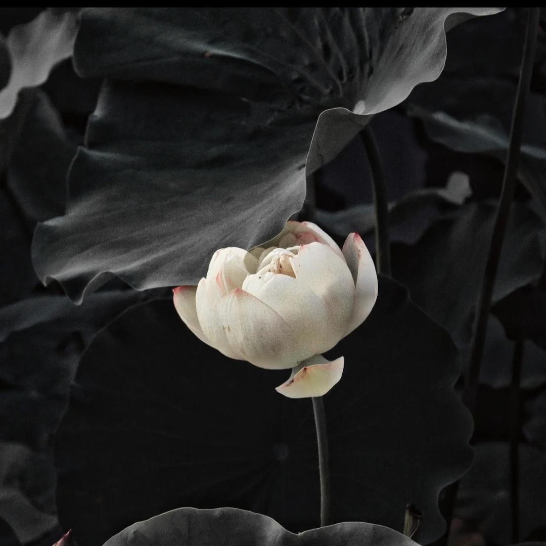 靈玥阁2