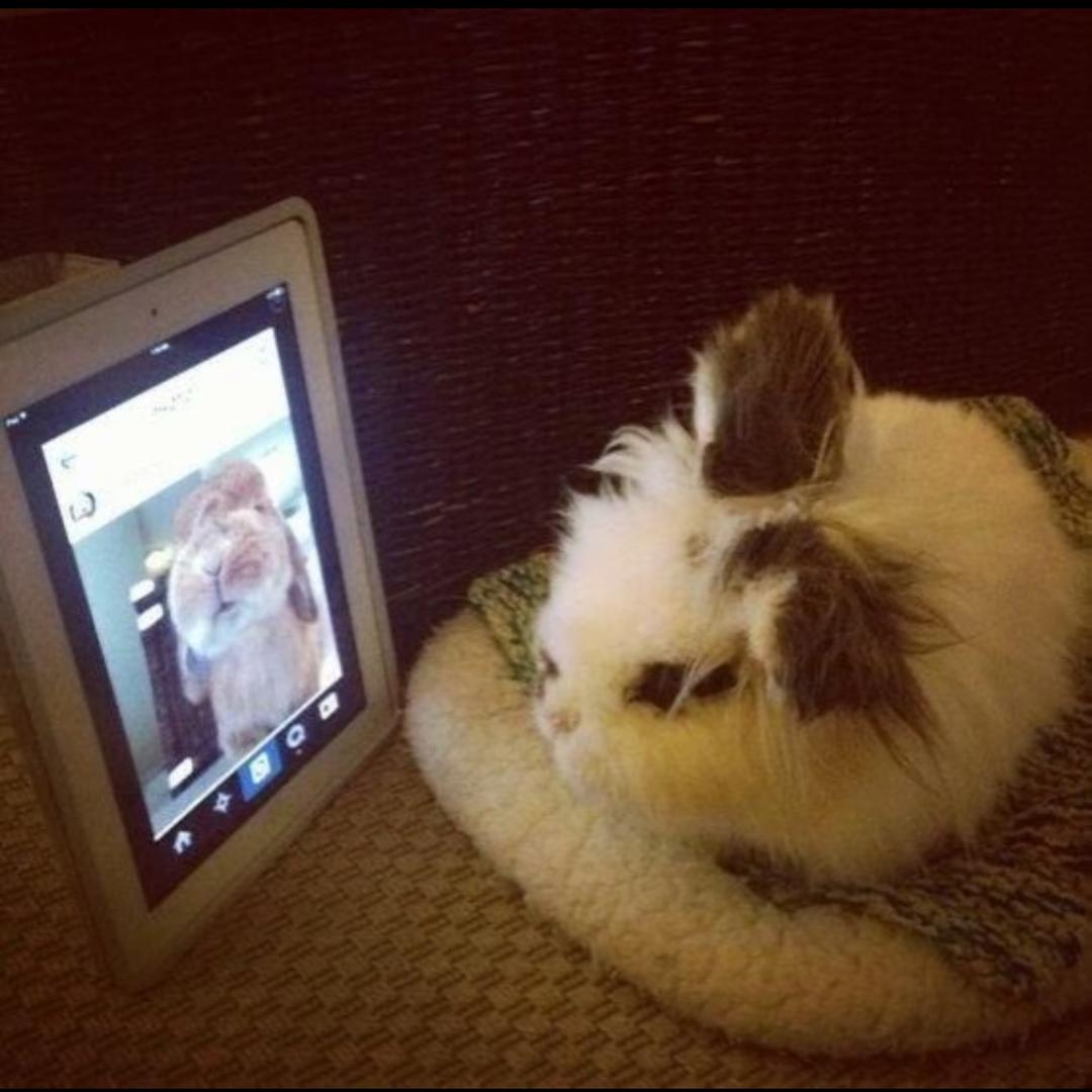 猪努