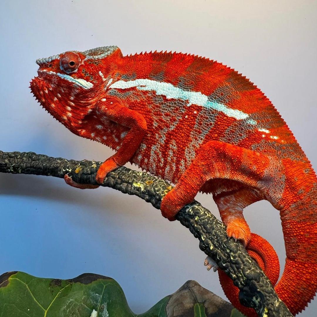 一只小恐龙🦕
