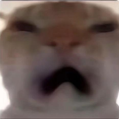 胖迪