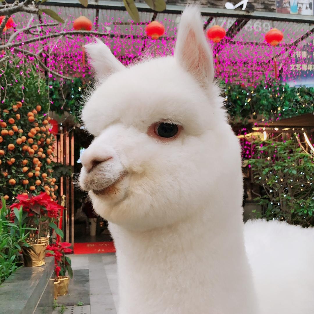 羊驼毛豆