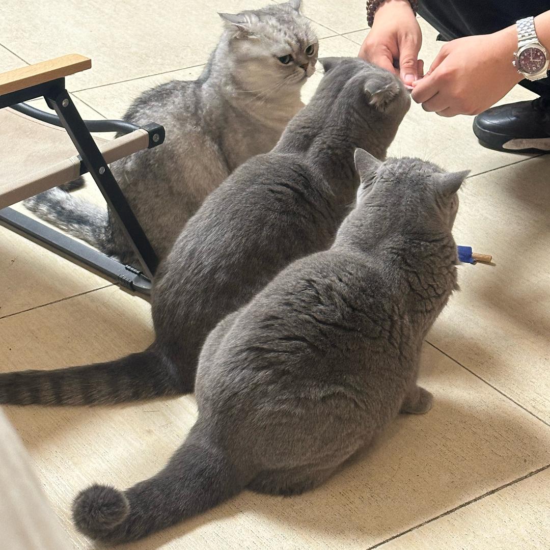 大脚妖怪小胖胖