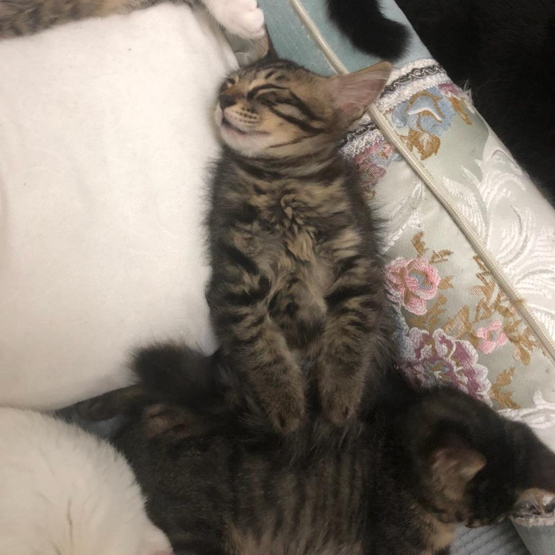 我好困💤