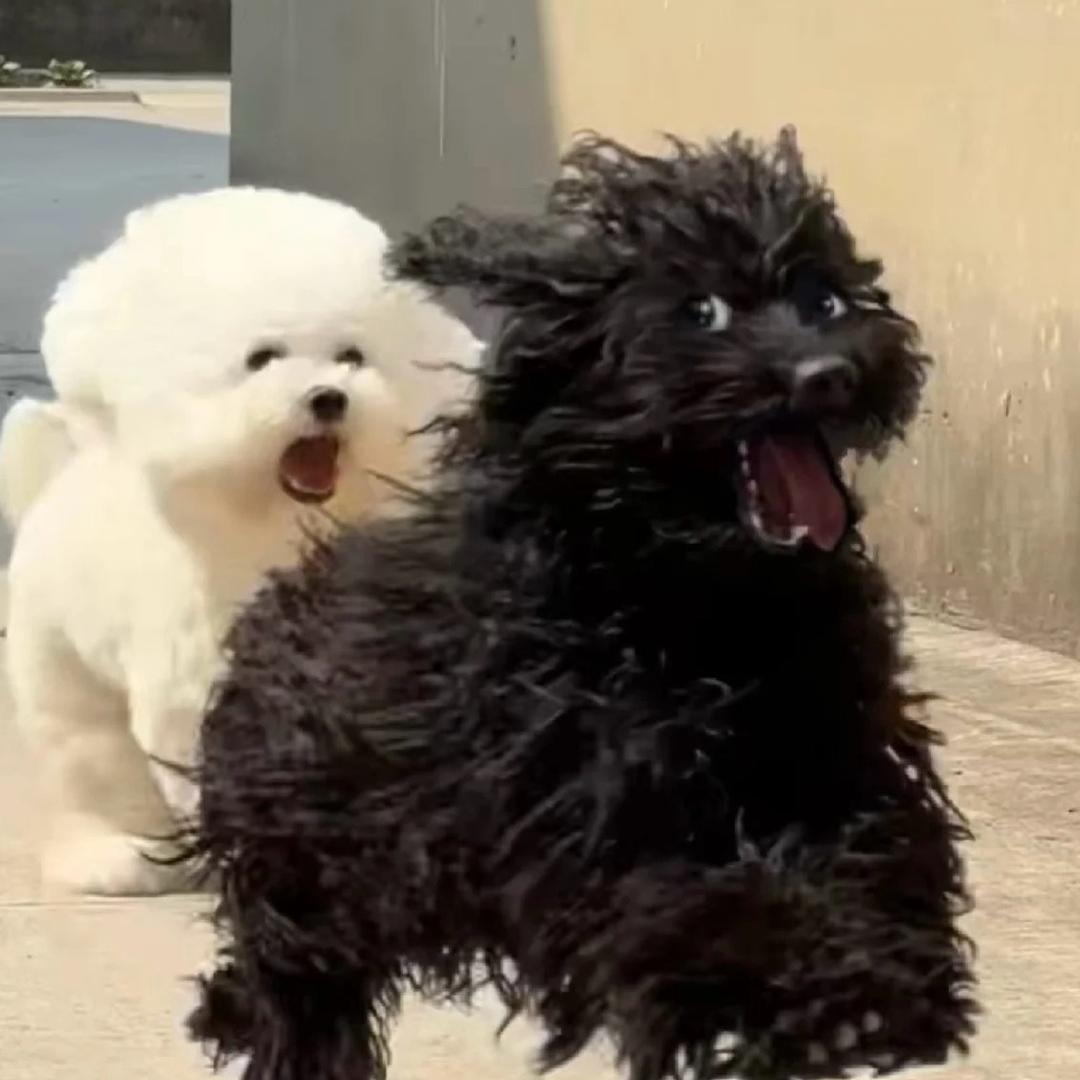 狂响👑