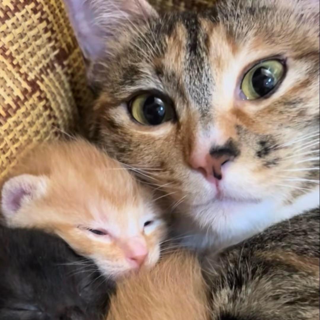 话猫橘子热炕头