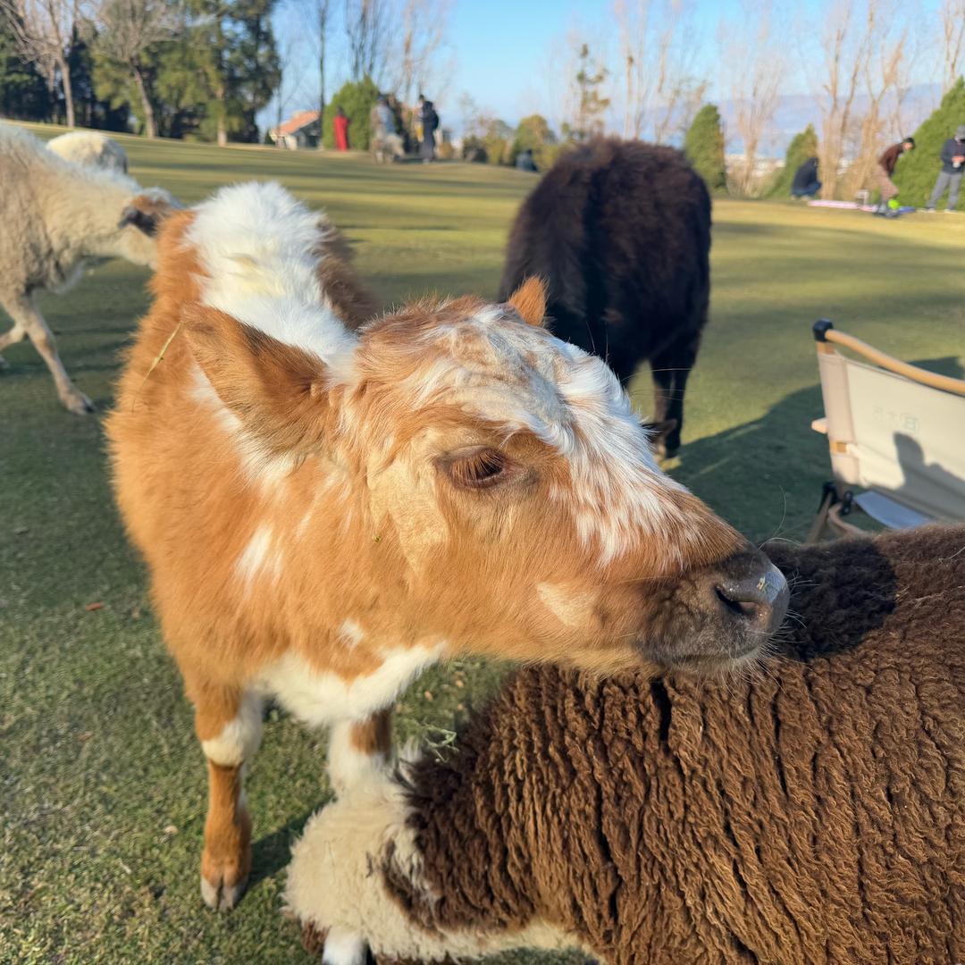 搞运营的小厨师📣