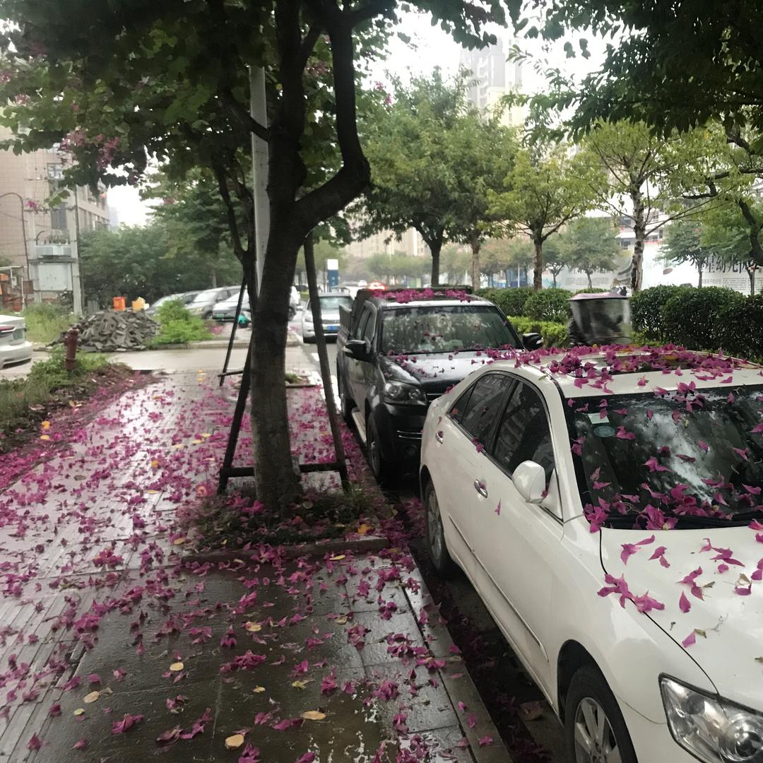 花引蝶